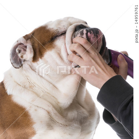 dog grooming 14959761
