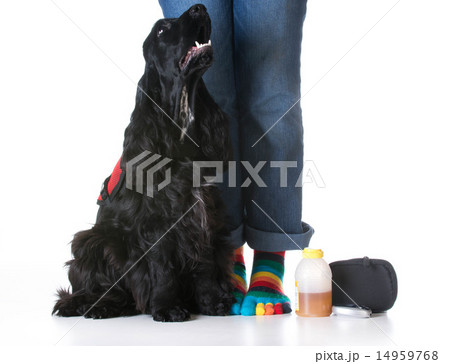 service dog 14959768