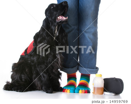 service dog 14959769