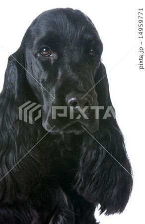 english cocker spaniel portrait english cocker spaniel portrait 14959771