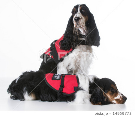 service dogs service dogs 14959772