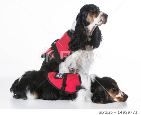 service dogs service dogs 14959773