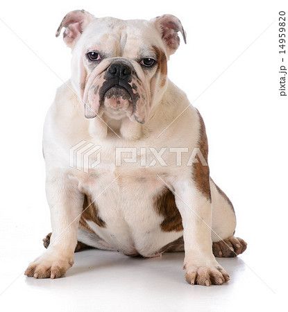 dog with muddy feet 14959820