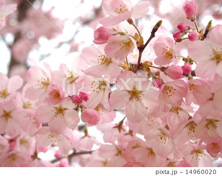 神代曙桜の写真素材