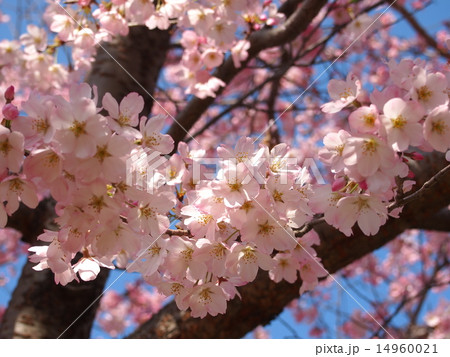 神代曙桜 14960021