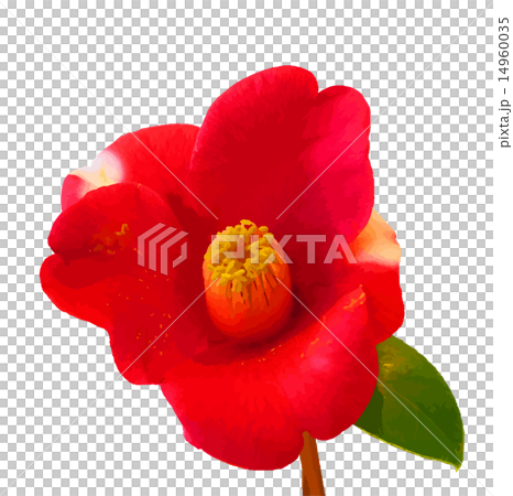 山茶花 14960035