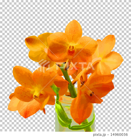 法國蘭花 14960036