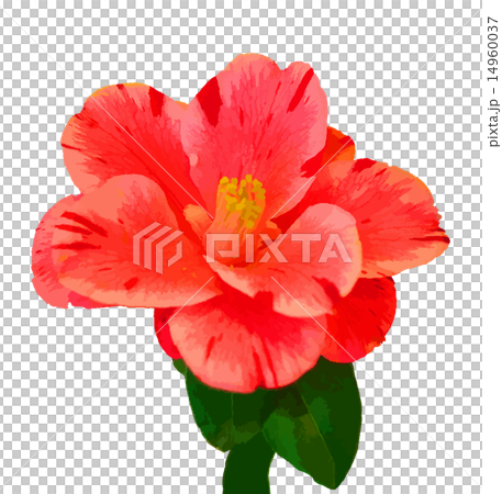 椿の花 14960037