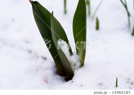 雪をかぶったチューリップの葉の写真素材