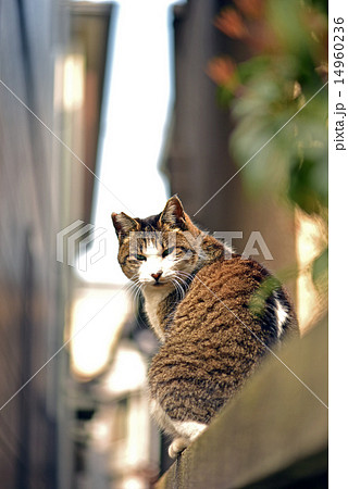 振り向いた猫の写真素材