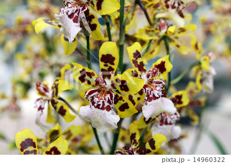Orchid zigopetalum 14960322
