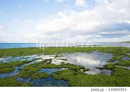 沖縄の海・干潮の海 14960363