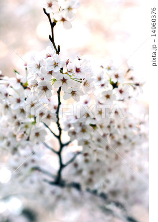 満開の桜 満開の桜 14960376