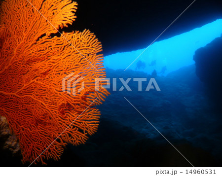 サイパンの岩の切れ目に育つオレンジ色のウミウチワとダイバー 14960531