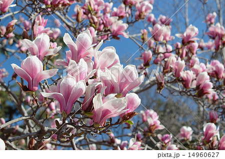 シモクレン シモクレン 14960627