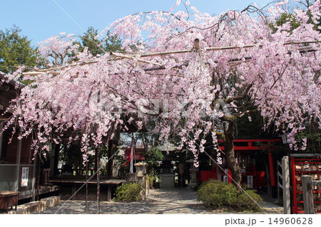 京都 水火天満宮の紅枝垂れ桜 京都 水火天満宮の紅枝垂れ桜 14960628
