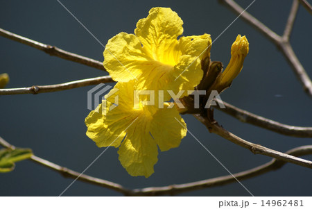 イペーの花 イペーの花 14962481