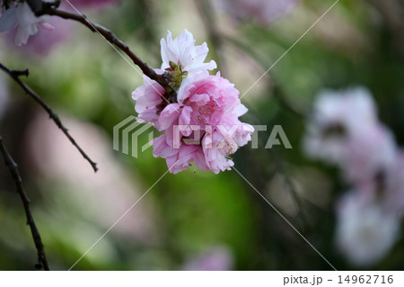 桃の花 桃の花 14962716