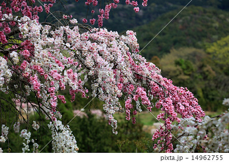 桃の花 桃の花 14962755