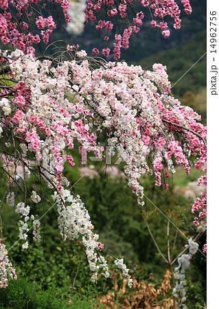 桃の花 14962756