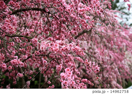 桃の花 桃の花 14962758