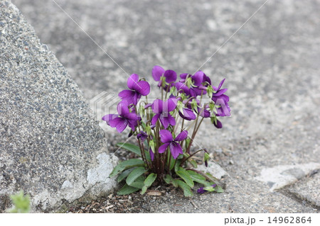 駐車場の隅(すみれの花)01 駐車場の隅(すみれの花)01 14962864