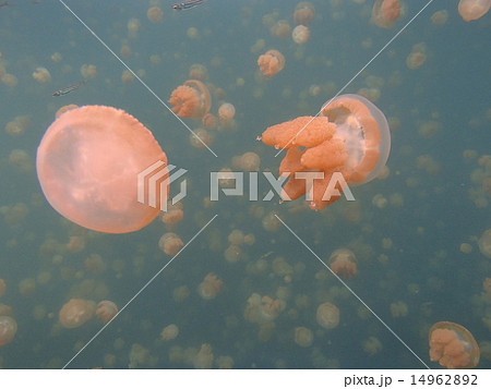 jellyfish lake 14962892