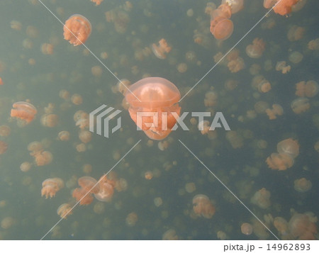 jellyfish lake 14962893