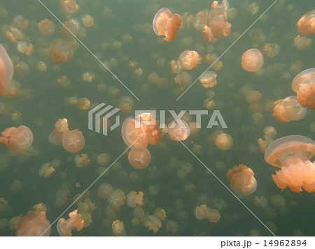 ジェリーフィッシュレイク 14962894