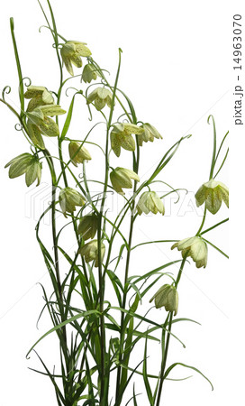 貝母 編笠百合 貝母 編笠百合 14963070