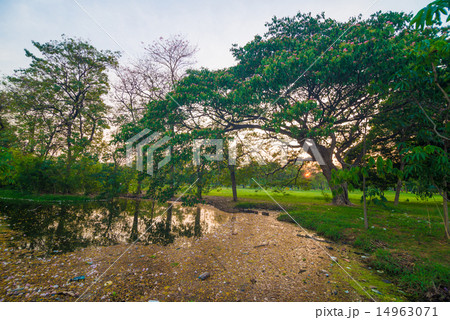Pond in green park in evening Pond in green park in evening 14963071