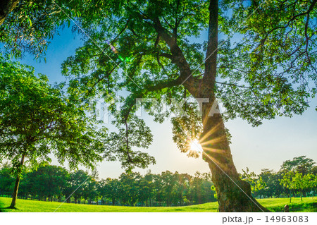 Park and recreation area in the city 14963083