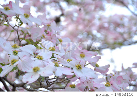ハナミズキの花が咲いています 14963110