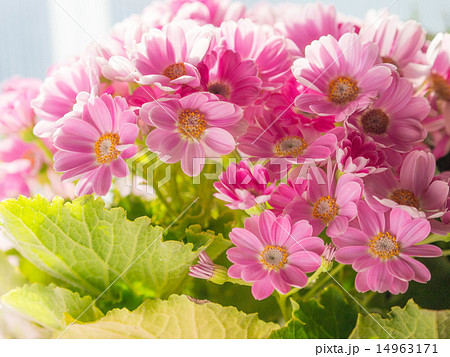 サイネリア 14963171