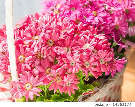 サイネリア サイネリア 14963174