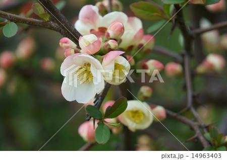 ボケの花 14963403