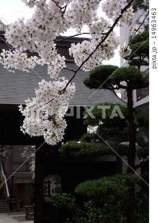 さくら（常園寺、西新宿） 14963463
