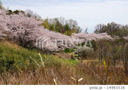 北千里の桜 14963516