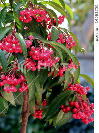 赤い実をたわわにつけた万両の木の写真素材