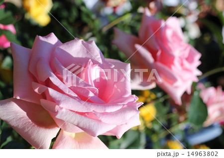 薔薇～ツイン 14963802