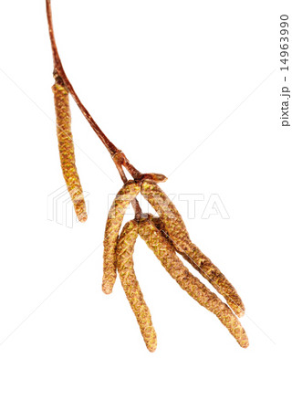 birch catkins buds  isolated on white 14963990
