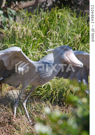 ハシビロコウ ハシビロコウ 14964052