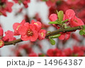 ぼけの花 14964387