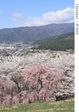 長野県松本市 弘法山の桜 長野県松本市 弘法山の桜 14964461
