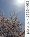 桜と飛行機雲 14964463
