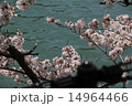 水辺の桜 14964466