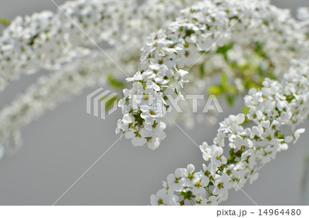 雪柳 雪柳 14964480