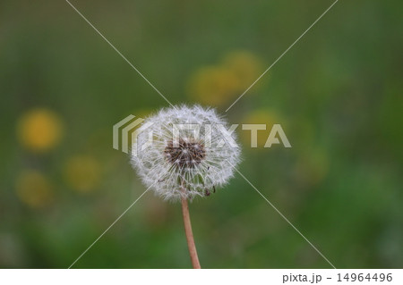 タンポポ 14964496