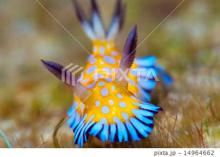 ウミウシ 14964662