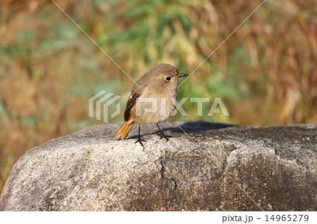 ジョウビタキ 14965279